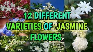 12 Different Varieties of Jasmine the Queen of Fragrance