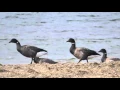 Download Lagu Vogels in Zeeland: rotganzen marcheren voorbij