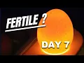7th day Candling How To Spot Fertile Chicken Eggs In The Incubator
