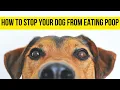 How to Stop Your Dog from Eating Poop 7 Home Remedies