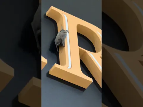 Qué es esooo ? 😱😱🤔