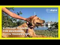 E-collar Training for Beginners 4 Dog Training Tips