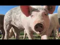 Oink - Pig Sound Effect