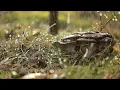 1 hour of Relaxing Piano Music: Dan Gibson’s Solitudes - Piano Cascades (Full Album)