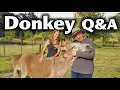 Raising Miniature Donkeys in Australia Pine Ridge Miniature Donkeys