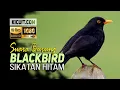 Kicau Sang BLACKBIRD - Burung Sikatan Hitam