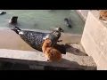 Cat slaps Seal after it yells at him