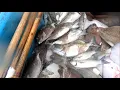 Download Lagu Menjaring ikan Baronang dan Belanak.