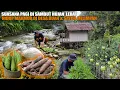 Download Lagu HIDUP MAKMUR DI PEDESAAN TENGAH KEBUN, BANGUN PAGI DI SAMBUT HUJAN LEBAT MENIKMATI SINGKONG \u0026 PARE