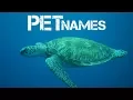 girl turtle names beginning with L