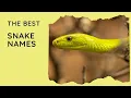 85 Best Snake Names for Your Slithery Pet