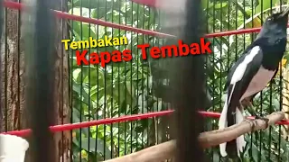 Download Kacer Hambur JR Dipinggir Gantangan Muntah Isian Paseh Tembakan Kapas Tembaknya MP3