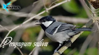 Download The life of the rock sparrow in the wild MP3