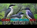 Download Lagu Suara Pikat Jingjing Batu Ribut. Super Ampuh.