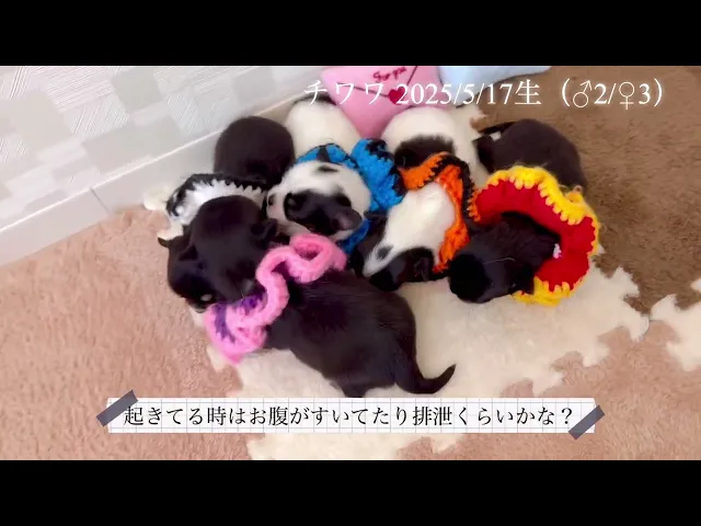 動画