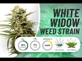 White widow marijuana strain