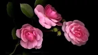نانسي عجرم الف ليلة وليلة دندنها