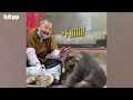 中国の寺院で、猿のシンシンがおばあちゃんを見つけた | HAPP