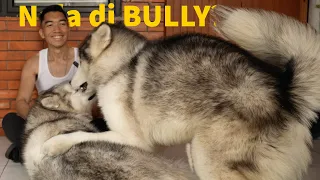 Nala di BULLY? #dailyvlog