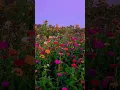 Download Lagu moon flowers 💐