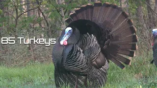 Download 85 Turkeys in 8 Minutes - Turkey Hunting MP3