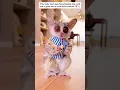 Download Lagu This cute bush baby became a part of the family! 😍 #cute #animals