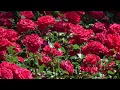 Download Lagu Muziek van Sergei Grischuk 🌷 De beste composities die altijd in je hart zullen klinken🌹