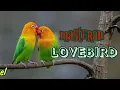 Download Lagu masteran lovebird | pancingan burung lovebird agar cepat nyaut