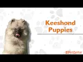 Is The Keeshond The Right Puppy For You