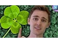 How To Find A Four-Leaf Clover In 17 Minutes