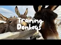 The Ultimate Guide to Training Donkeys For Beginners