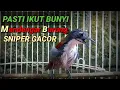 Download Lagu Pancingan burung sniper gacor