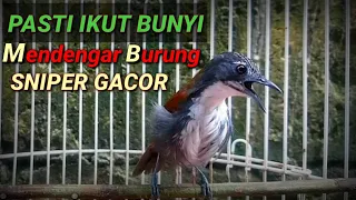 Download Pancingan burung sniper gacor MP3