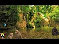 Lagu Jungle Sounds | Rainforest Ambience and Animals Sounds for Sleeping, Studying, Relaxation | 8 Hours