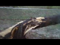 Trees Falling Compilation