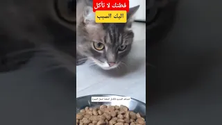فقدان الشهية لدى القطط  الأسباب الخطيرة وطرق العلاج التي يجب أن تعرفها  دندنها