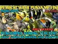 Download Lagu Suara pikat Semua Burung Kecil Ribut menjerit😱 Mp3 Terbaru Auto Panen Burcil Dalam Sekejap