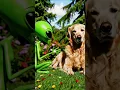 Download Lagu Earth’s Smartest Lifeform? 👽🐶