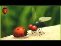 Download Lagu Some Weird Fly | Minuscule 🍃 60' Compilation
