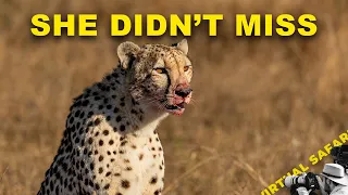 I Missed the Chase. But This Made Up For It. | Virtual Safari #336