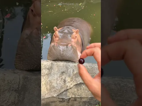 Hungry Hippo 🦛🍉