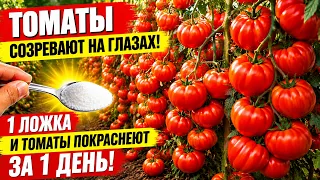 Томаты созревают на глазах! 1 Ложка и томаты покраснеют за 1 день