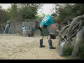 Zoologist cleans hippo habitat at Dallas Zoo during hot summer day