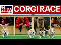 LIVE SOON Corgis race in Lithuania