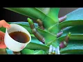 Download Lagu Doe dit en uw orchidee zal overal wortel schieten en het hele jaar door bloeien!