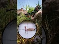 Download Lagu Duck (Teal) Hunting by PCP Air Rifle