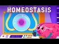 How Does Your Body Maintain its Balance
