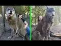 Download Lagu Refugio rescato a este perro lobo gigante, luego un ADN reveló porqué era tan grande.