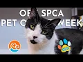 Outer Banks SPCA Pet of the Week Richard August 17 2026