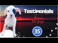 How to find a Boxer Puppy with AKC Marketplace - Testimonial Number 35